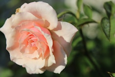 A closeup of an Our Lady of Guadalupe rose growing in the garden.
