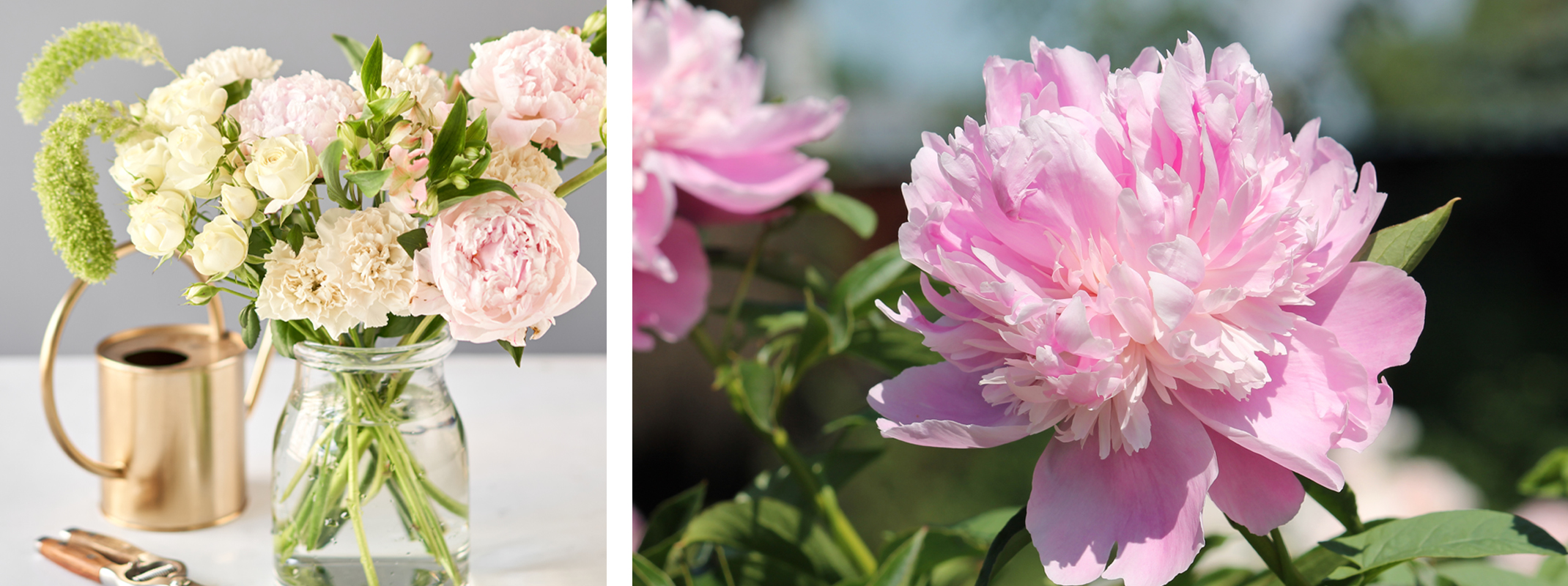 fresh cut peonies in vase and grown in garden