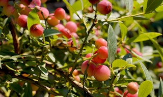 pink lemonade blueberry bush