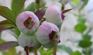 jewel blueberries on branch
