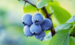 misty blueberries on branch
