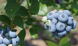 sharpblue blueberries on branch