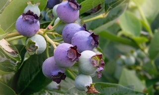 sunshine blue blueberries on branch