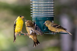 american goldfinch california birds feeding