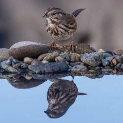 california towhee bird standing near water