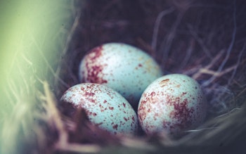 dark eyed junco bird eggs in nest