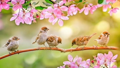 song birds on branch in the middle of pink blooms