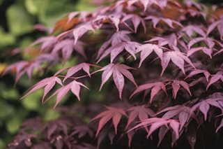 japanese maples broad leaf leaves japanese maples broad leaf leaves