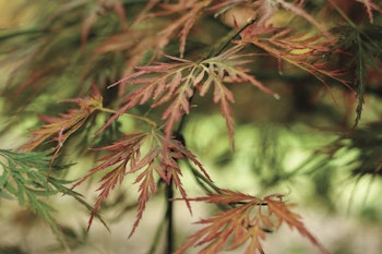 japanese maples lace leaf leaves