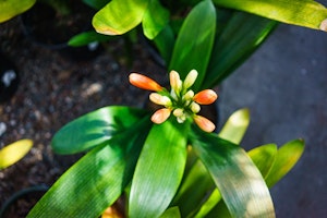 clivias perennials about to bloom