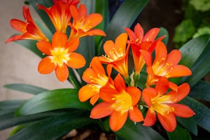 clivias perennials