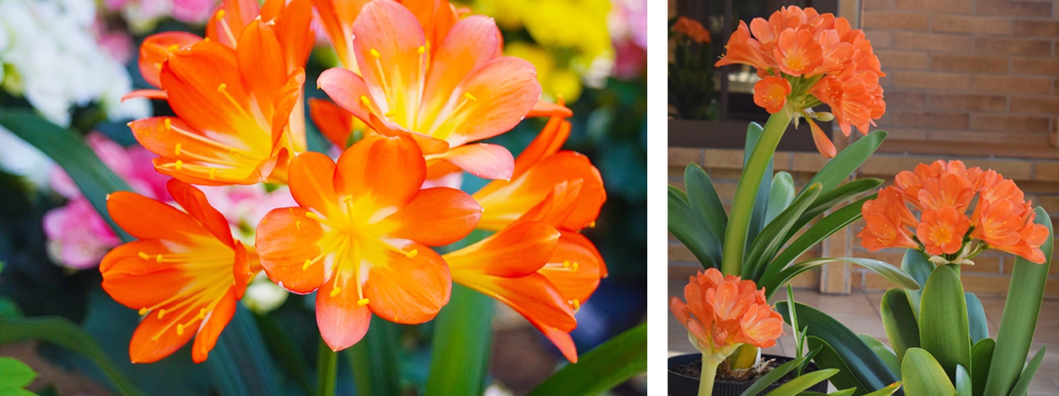 clivias perennials