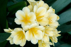 yellow clivias perennials