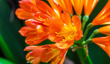 orange clivias