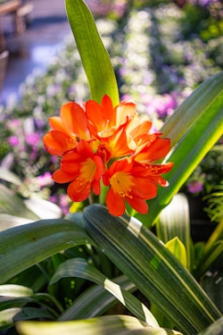 orange clivia perennial