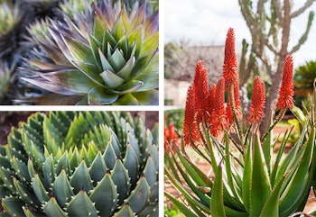 Agave Plants