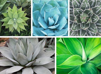 Aloe Plants