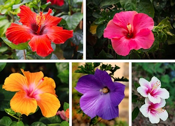 Hibiscus Varieties