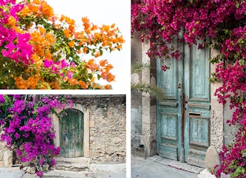 Bougainvillea Colors