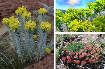 Euphorbia Rigida Plant