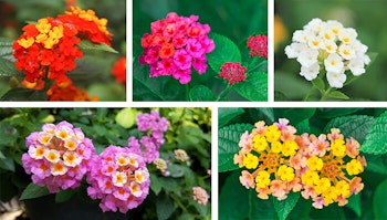 Lantana Colors