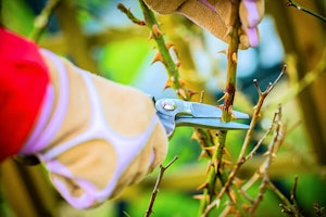 gloved hands pruning roses summerwinds arizona