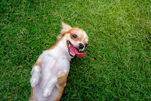 Dog on Lawn