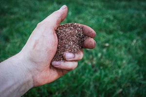 Over-Seeding Your Lawn