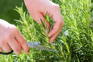 harvesting rosemary