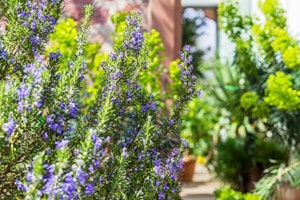 rosemary plant