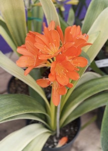 clivia akebono perennial
