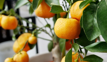 citrus mandarin oranges patio tree