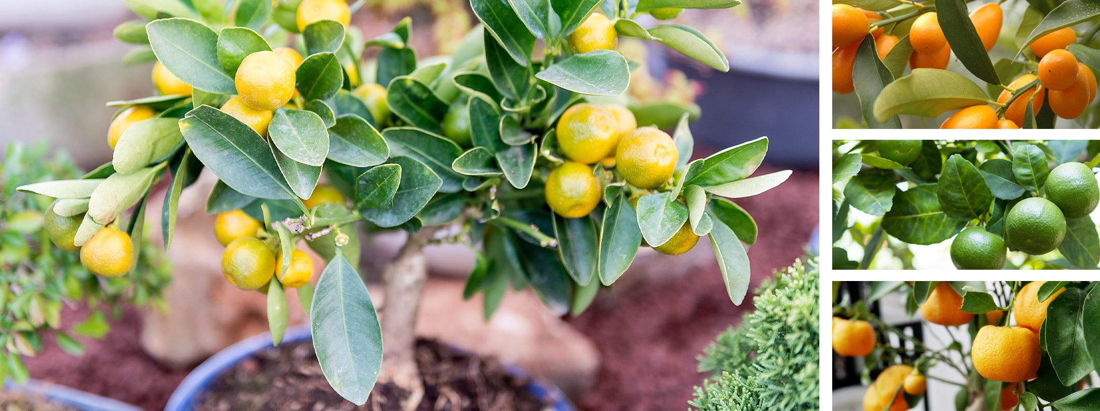 citrus patio tree mandarins, limes and tangerines