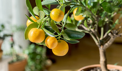 orange citrus tree small