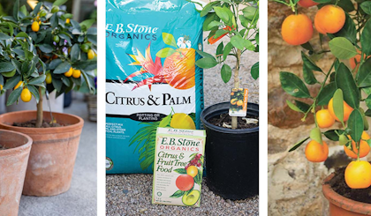 growing citrus in containers, kumquats, calamondin oranges, eb stone soil and fertilizer