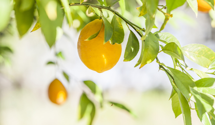 A lemon tree with a lemon in the foreground and more lemons in the background.