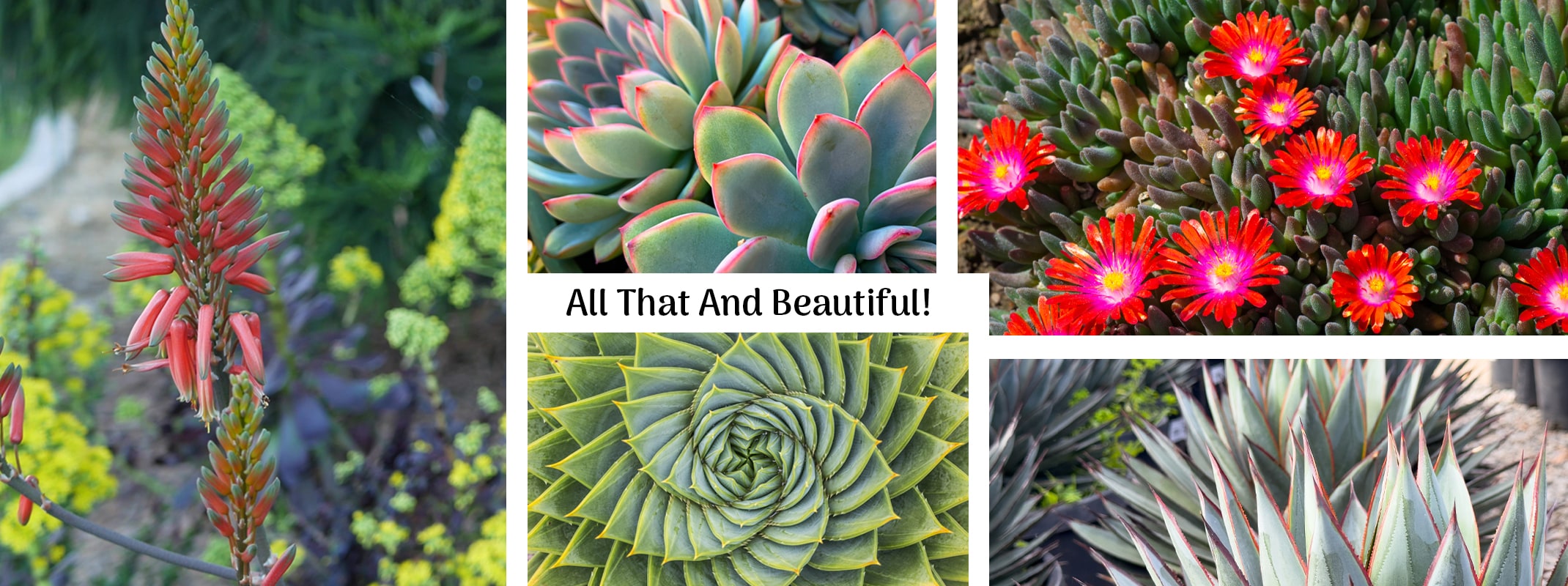 low water and fire safe plants, yucca, succulents, aloe, ice plants and agave