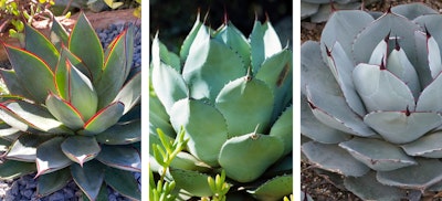 low water, fire smart agave, 3 varieties