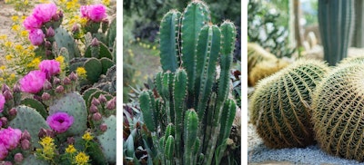low water, fire smart specialty cacti, 3 varieties