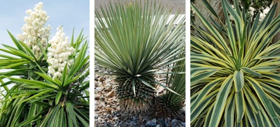low water, fire smart yuccas, 3 varieties