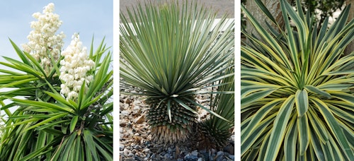 low water, fire smart yuccas, 3 varieties