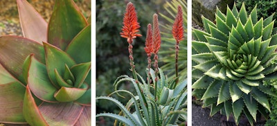 low water, fire smart aloes, 3 varieties
