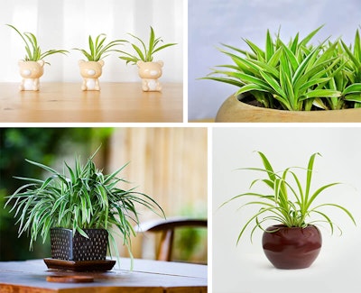 Spider Plants