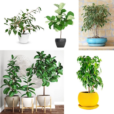 Ficus