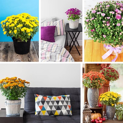 Garden Mums