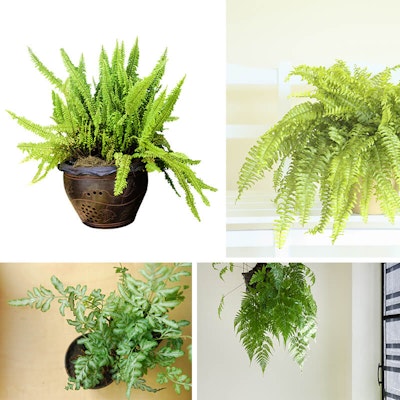 ferns