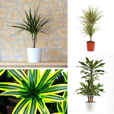 Dracaena
