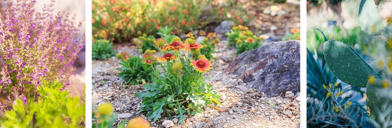 collage of native plants and flowers summerwinds arizona