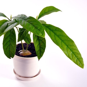 Avocado Plant