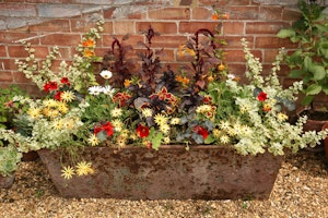 Mixed Use Container Garden